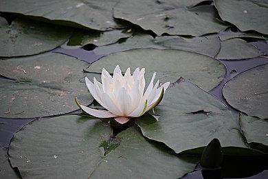 消防急救模拟《Flashing Lights》steam发售 支持中文四折优惠